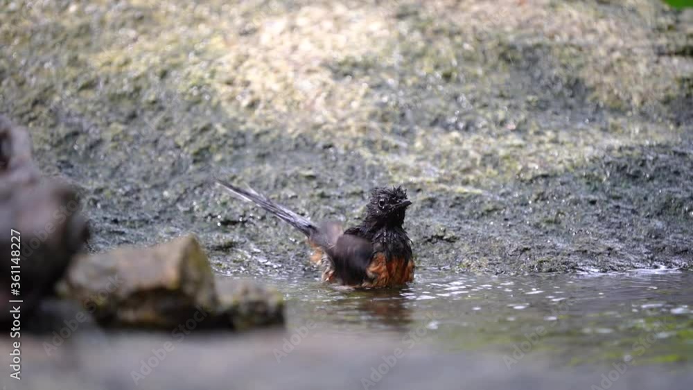 White-rumped shama bird in pond :Scientific name. Copsychus malabaricus. White-rumped shama bird in pond :Scientific name. Copsychus malabaricus.