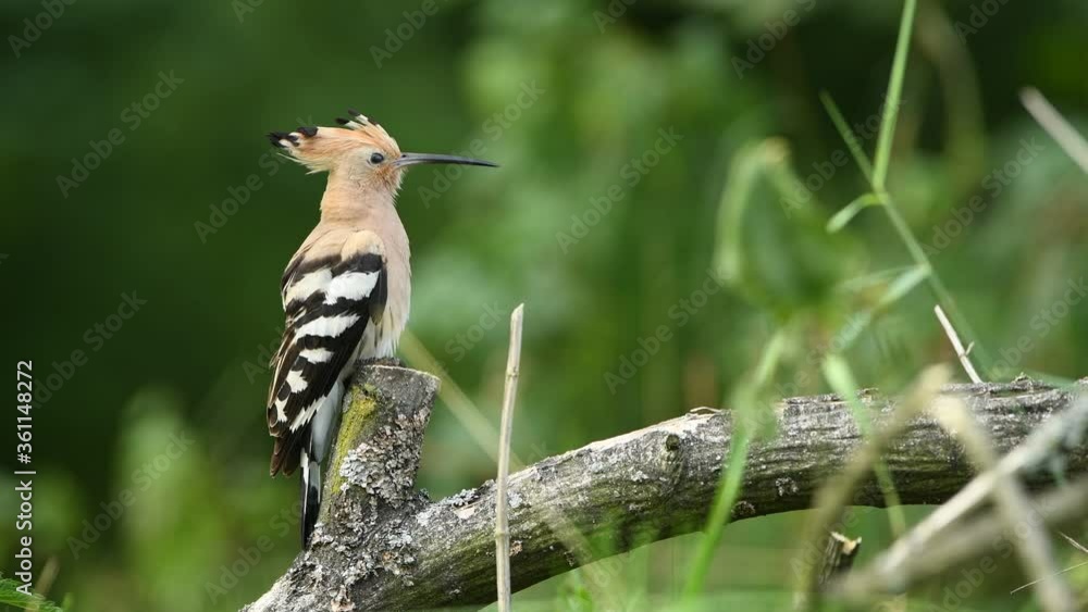 Eurasian hoopoe bird close up ( Upupa epops ) Eurasian hoopoe bird close up ( Upupa epops )