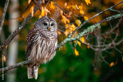 An image of a barred owl perched in an old moss covered tree at the edge of the forest at dusk.