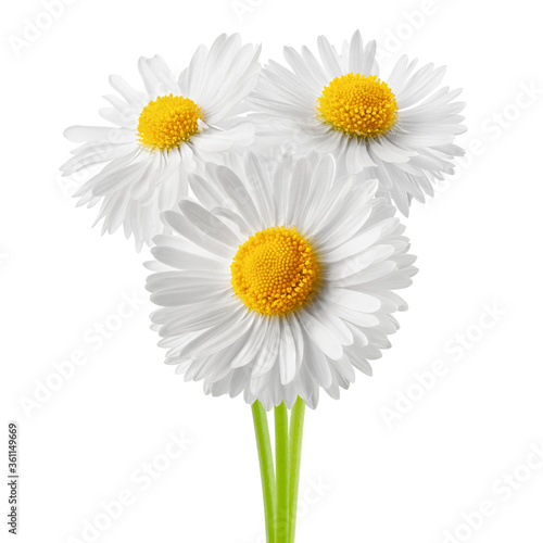 chamomile isolated on white background  clipping path  full depth of field