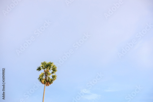 One plam tree and cloudless blue sky. © Oranuch