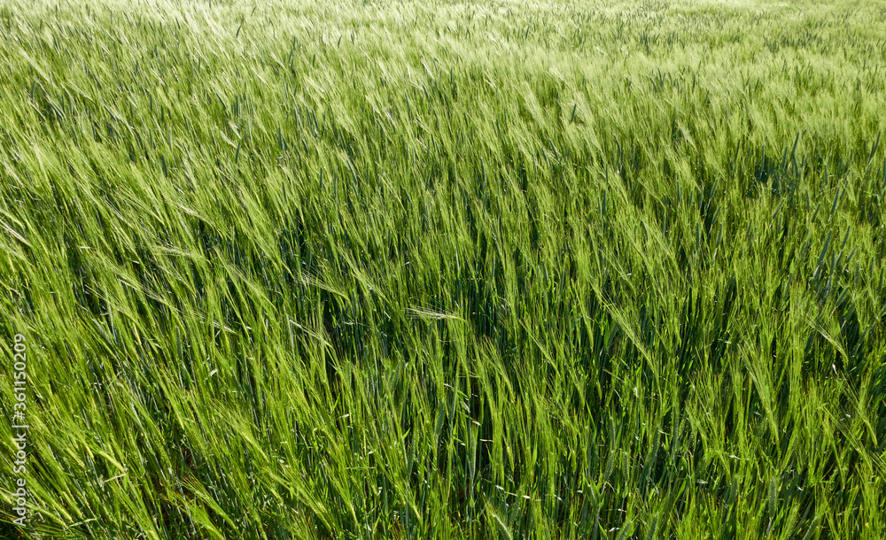 Many wind turbines against a blue cloudy sky, green wheat field in the foreground. Many wind turbines against a blue cloudy sky, green wheat field in the foreground.