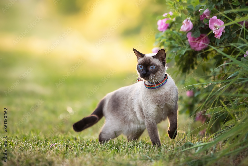 Blue-eyed cat in a Summer garden on a background of green grass