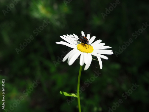 Two beetles with a long mustache are sitting in middle of a white small daisy.