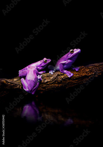 Green Tree Frogs on dark background