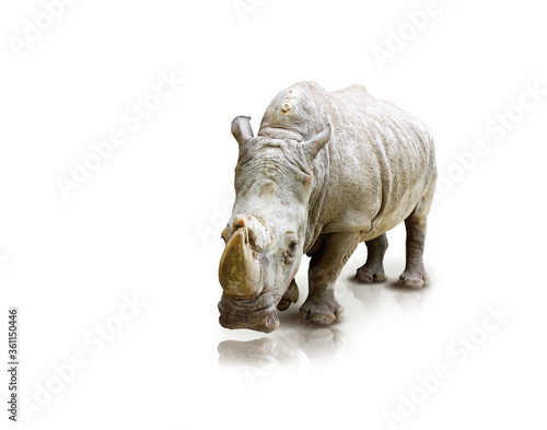 Portrait Of A Rino On White Background