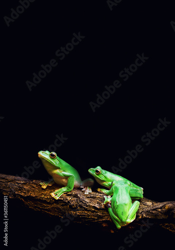 Green Tree Frogs on dark background
