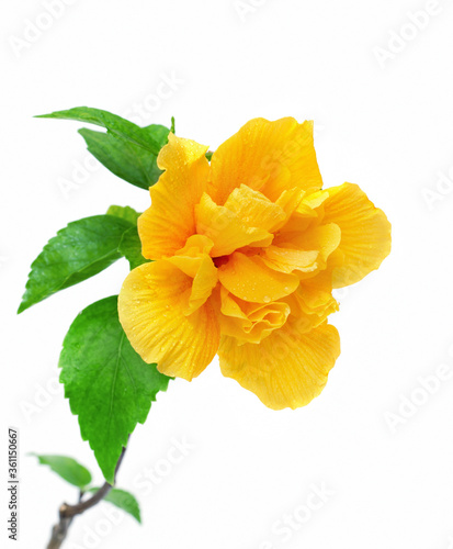 Beautiful Yellow Hibiscus Flowers