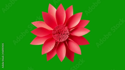 3D animation of red flower on green screen background. Close-up