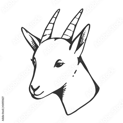 goat vector icon in simple black lines. Vector sketch