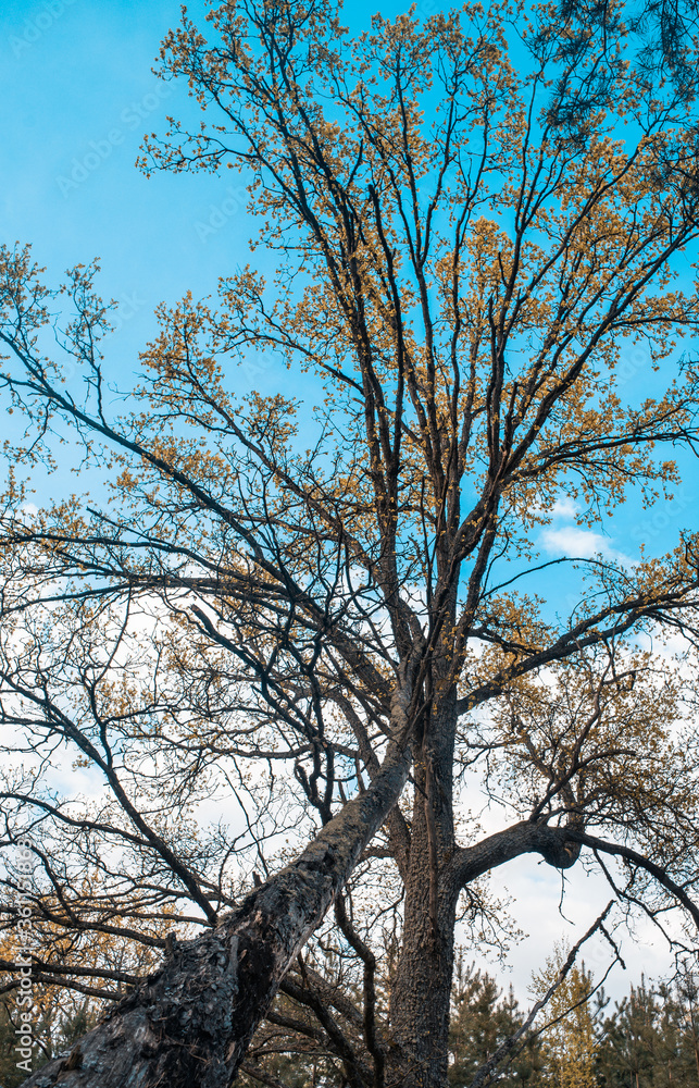 Picturesque oak forest in the center of Europe Picturesque oak forest in the center of Europe