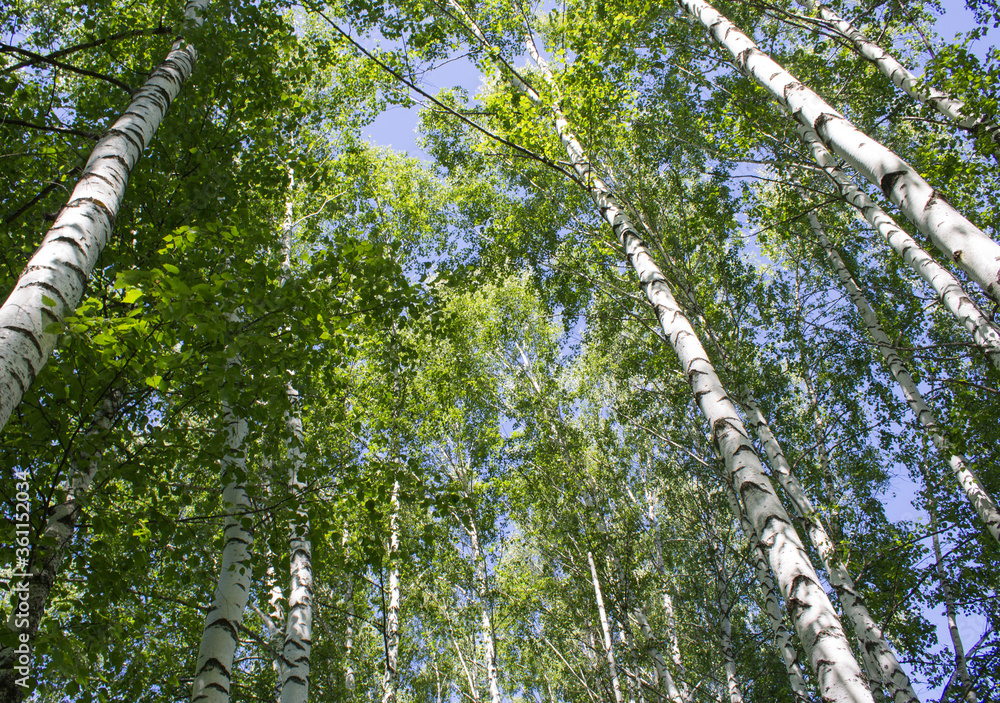 Fototapeta premium Sky through the treetops in a birch grove in the forest