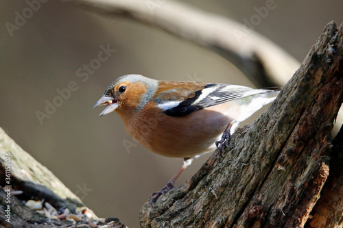 Male chaffinch perched and feeding in the woods