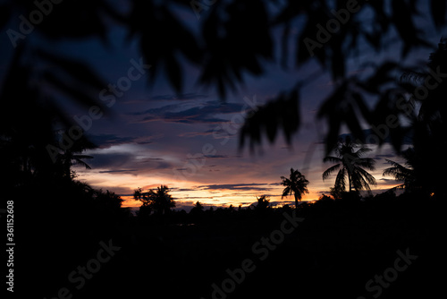 sunset in the jungle dark sky 