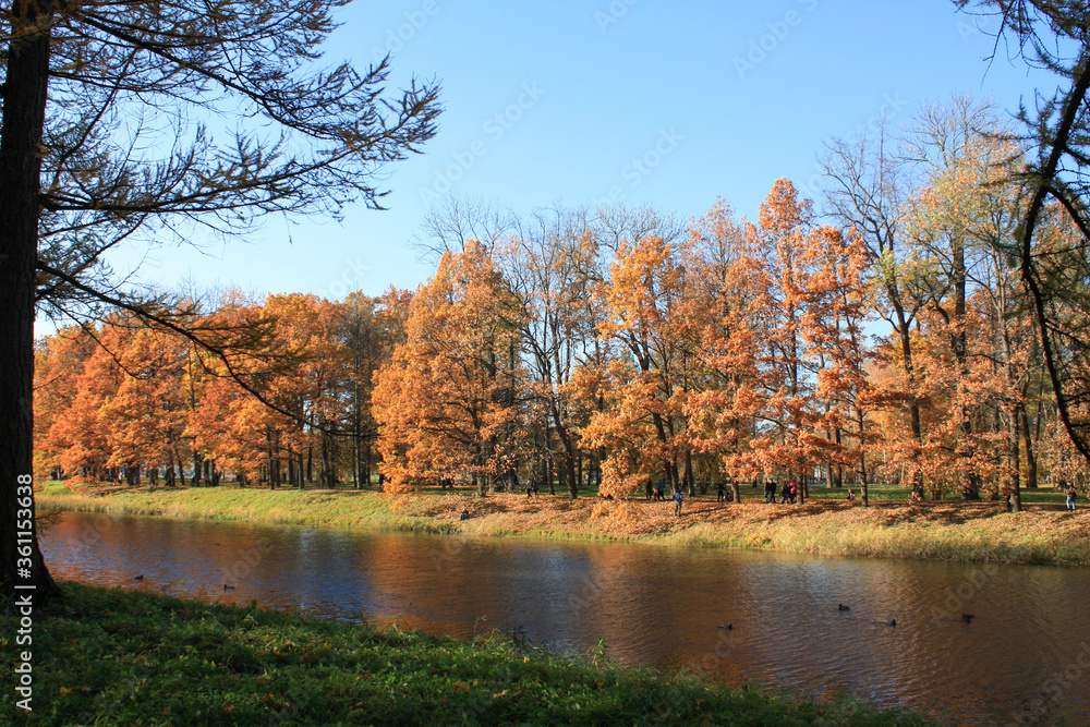Fototapeta premium autumn forest on the banks of the pond in Pushkin