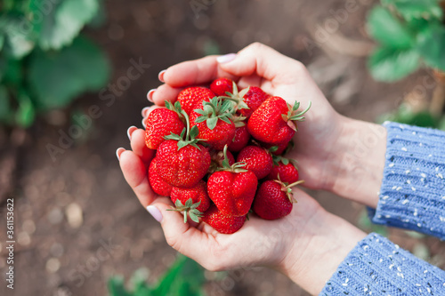 Young woman holding freshly picked strawberries in a hand
