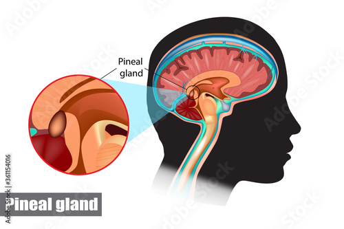 Diagram of pituitary and pineal glands in the human brain photo