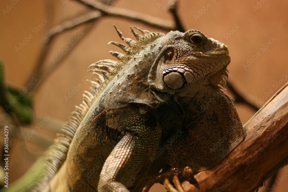 Fototapeta premium iguana on tree