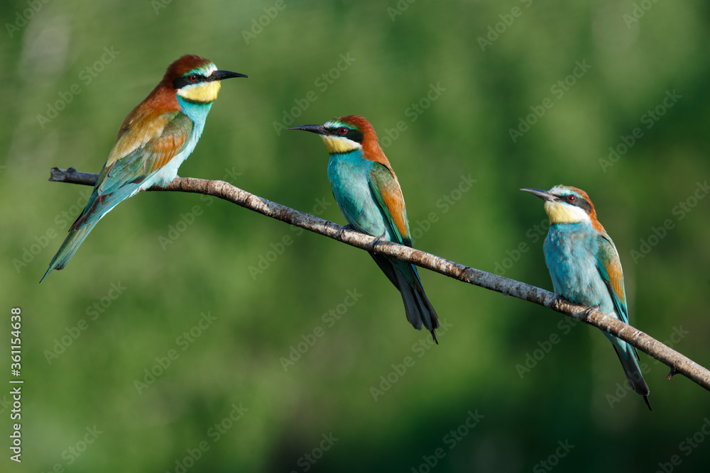 Obraz premium European bee-eater, merops apiaster.on Sunny morning, three birds are sitting on a branch.