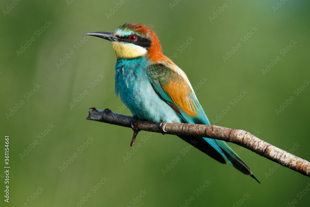 Golden bee-eater sitting on a branch Golden bee-eater sitting on a branch
