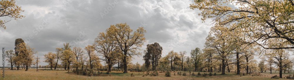 Picturesque oak forest in the center of Europe Picturesque oak forest in the center of Europe