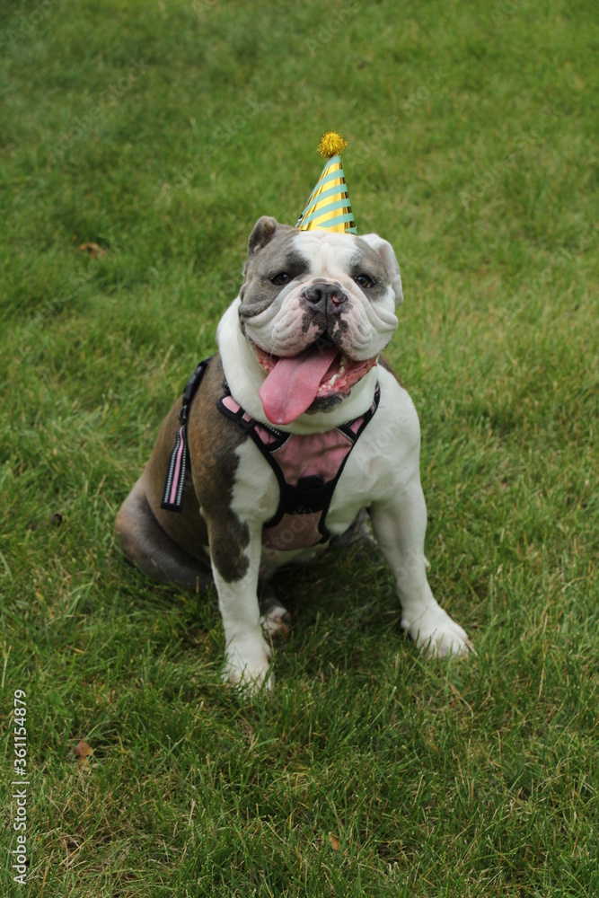 Obraz premium Cute english bulldog wearing party hat