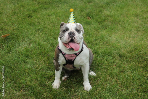English bulldog wearing birthday hat sitting in the park in the grass