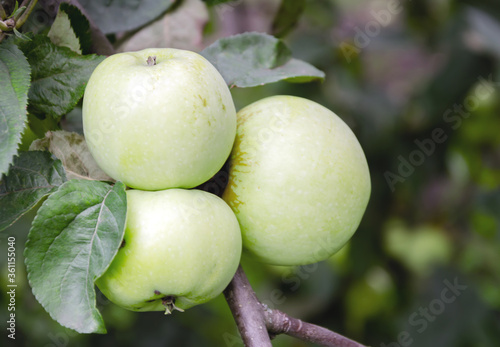 green apples on a tree with green leaves i