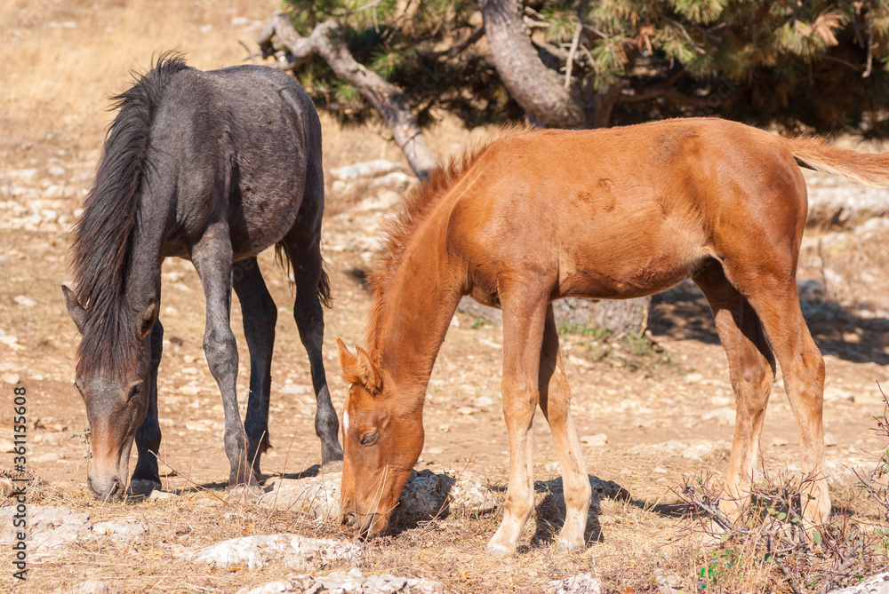 Fototapeta premium Two young horses (foal) is trying to find some food on dry, burned out earth in Crimean mountains