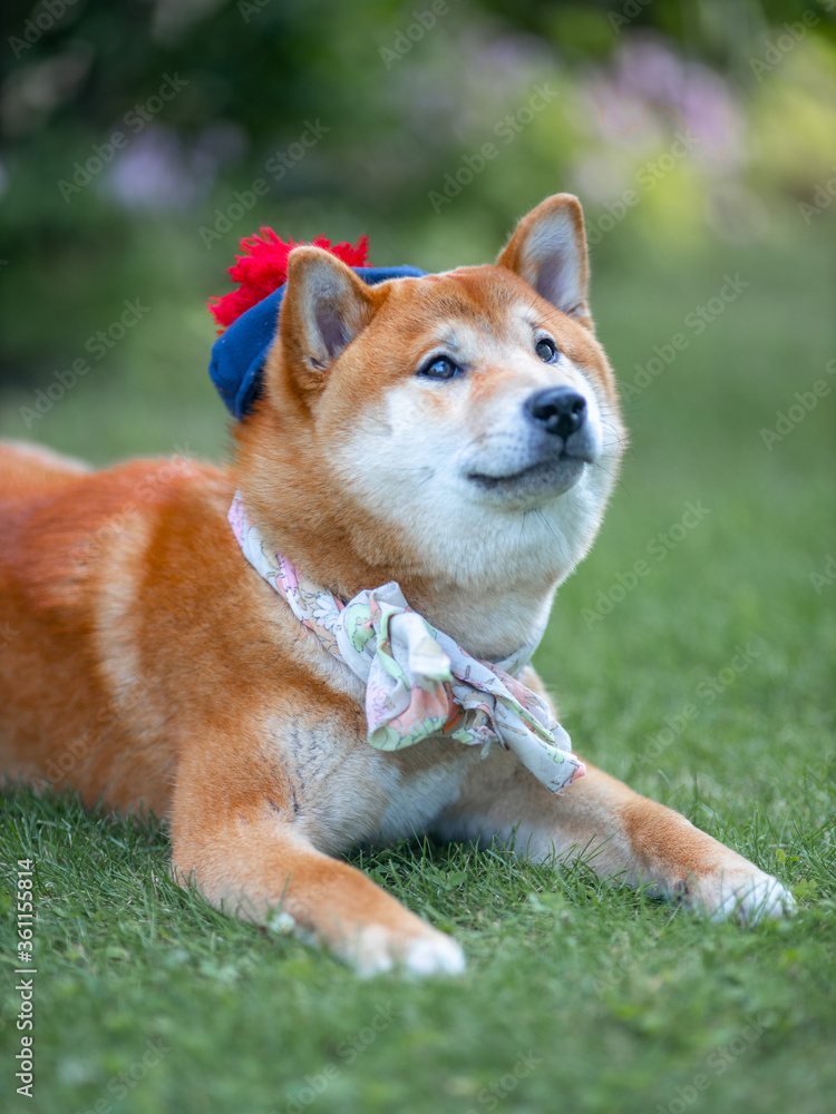 Shiba inu japanese dog puppy in funny hat Shiba inu japanese dog puppy in funny hat