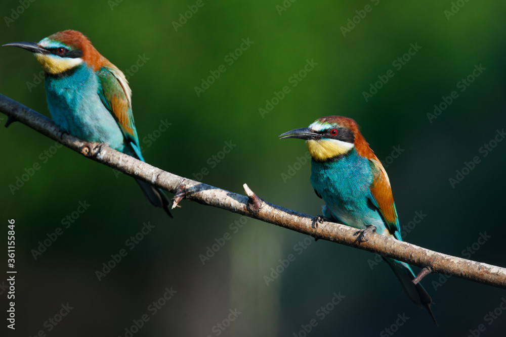 Fototapeta premium Golden bee-eater sitting on a branch