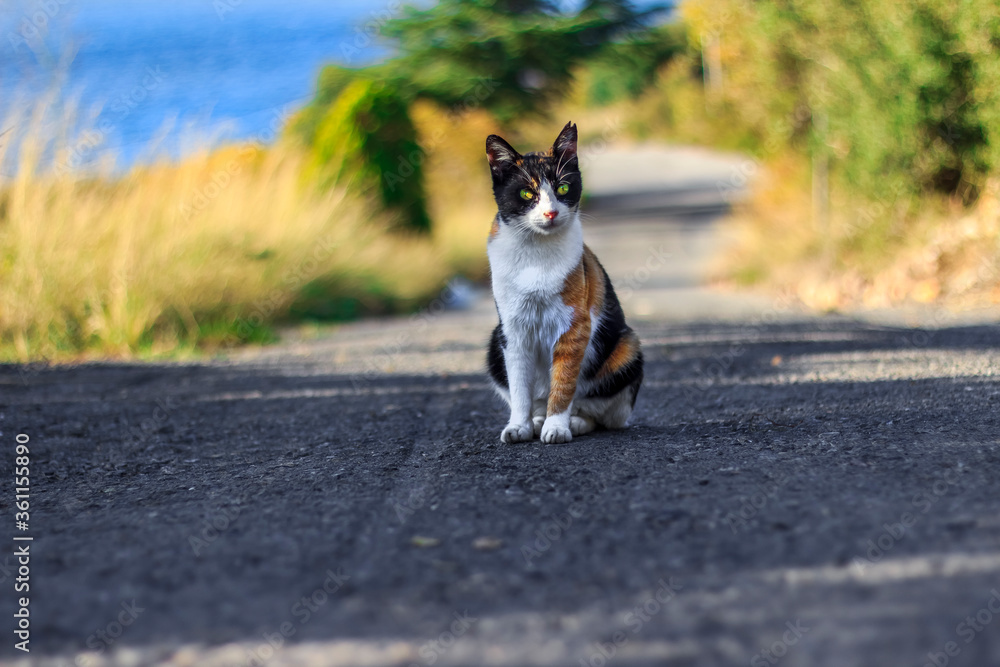cat standing in the middle of the road, looking curiously