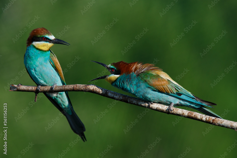 Obraz premium European bee eater Merops apiaster screaming at each other