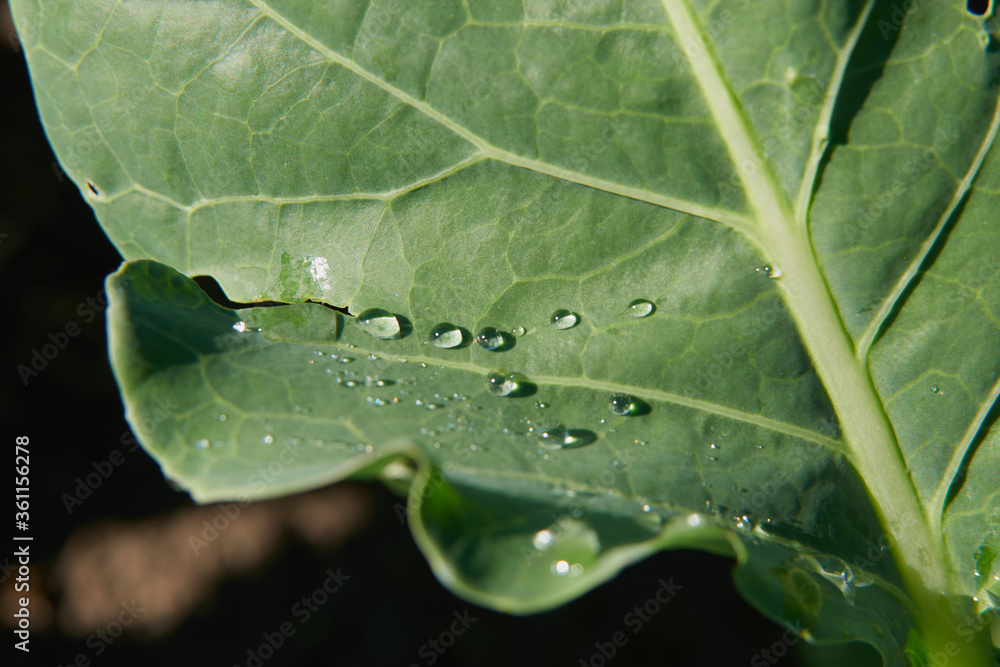 Large beautiful drops of transparent rain water on a green leaf macro. Drops of dew in the morning glow in the sun. Beautiful leaf texture in nature. Natural background Large beautiful drops of transparent rain water on a green leaf macro. Drops of dew in the morning glow in the sun. Beautiful leaf texture in nature. Natural background