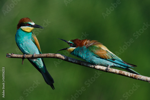 European bee eater Merops apiaster screaming at each other