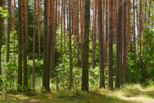 Fototapeta Naklejka Na Ścianę i Meble -  Forest trees with sidewalk of fallen leaves. Nature green wood lovely sunlight backgrounds.