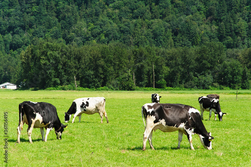 Happy herd of Jersey Cows in a lush farmer's field.