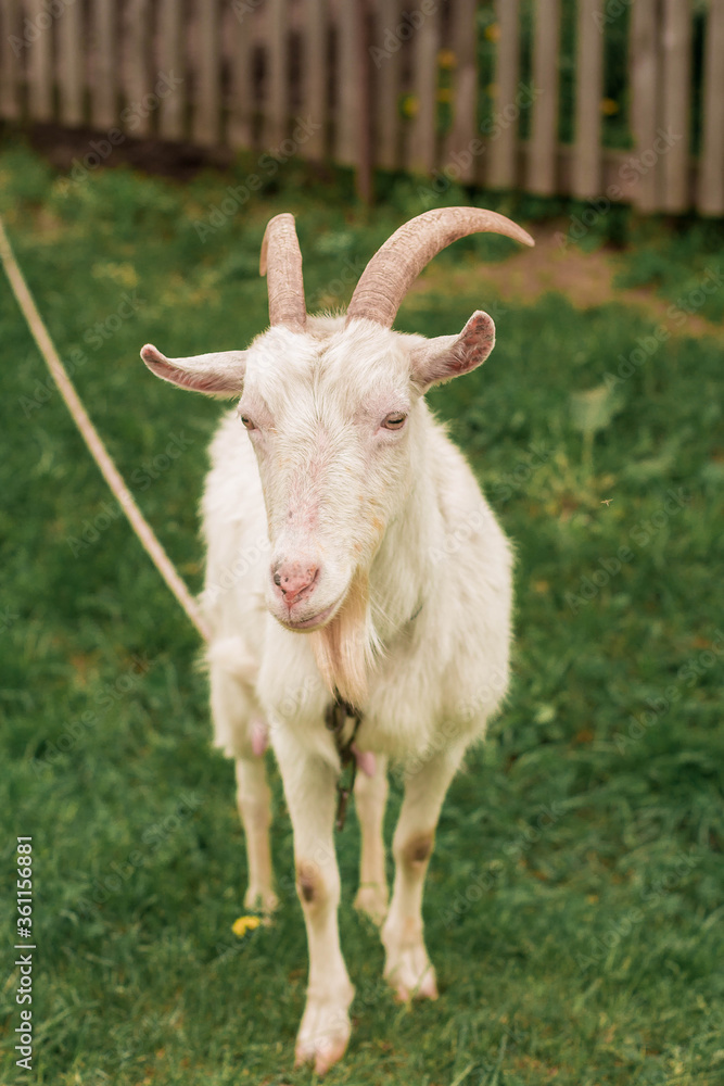 wild, ibex, animal, outdoors, field, outdoor, portrait, goat, hiking, nature, natural, childhood, green, wildlife, pet, park, village, white goat, farm, grass, wild goat, mammal, white, view, beautifu wild, ibex, animal, outdoors, field, outdoor, portrait, goat, hiking, nature, natural, childhood, green, wildlife, pet, park, village, white goat, farm, grass, wild goat, mammal, white, view, beautifu