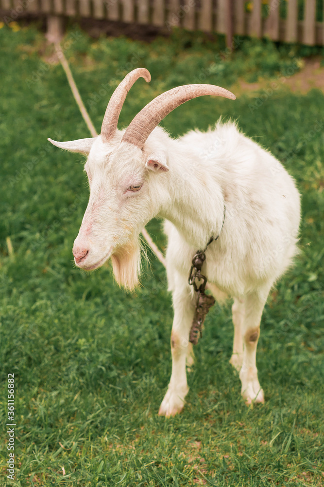 wild, ibex, animal, outdoors, field, outdoor, portrait, goat, hiking, nature, natural, childhood, green, wildlife, pet, park, village, white goat, farm, grass, wild goat, mammal, white, view, beautifu wild, ibex, animal, outdoors, field, outdoor, portrait, goat, hiking, nature, natural, childhood, green, wildlife, pet, park, village, white goat, farm, grass, wild goat, mammal, white, view, beautifu