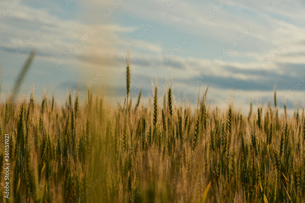 Obraz premium a green field of wheat and a Sunny day