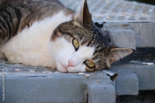 Katze mit verträumten Blick  photo