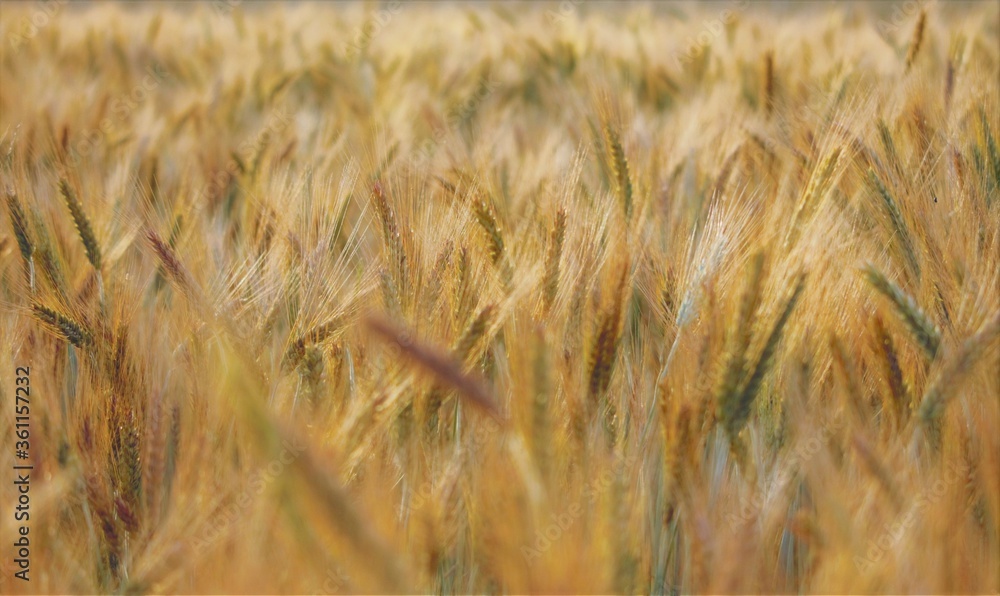 Fototapeta premium Pole 1