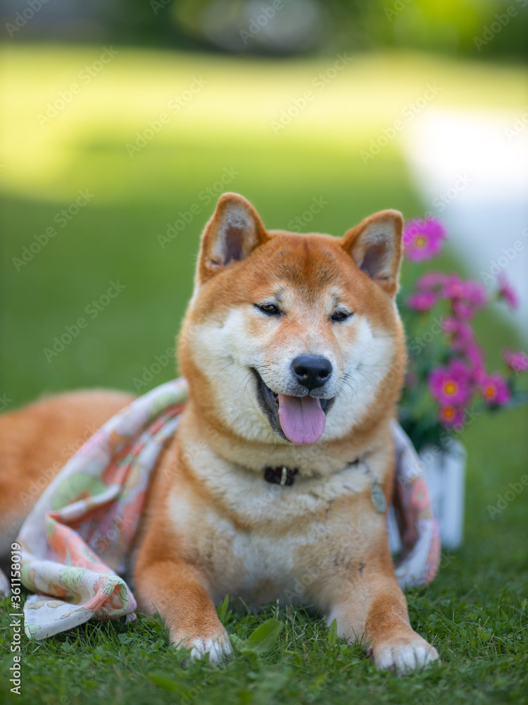 Shiba inu japanese dog puppy. Shiba inu japanese dog puppy.