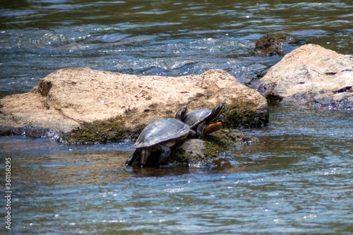 turtles in the water