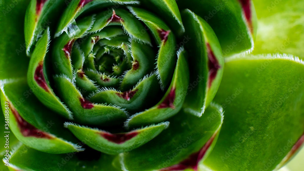 Green succulent plant closeup macro shot. Green succulent plant closeup macro shot.