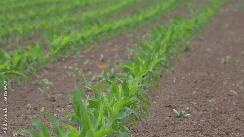 Corn sprouts in field Corn sprouts in field