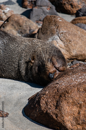 sea lion