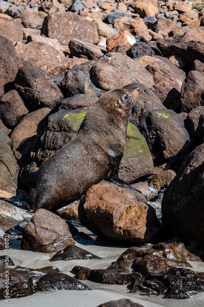 Naklejka premium sea lion