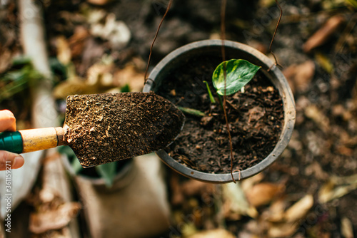 Gardener blending organic fertiliser with soil, enriching soil for plants to grow optimally. Taking care of plants and organic gardening concept.