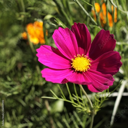 cosmos rouge